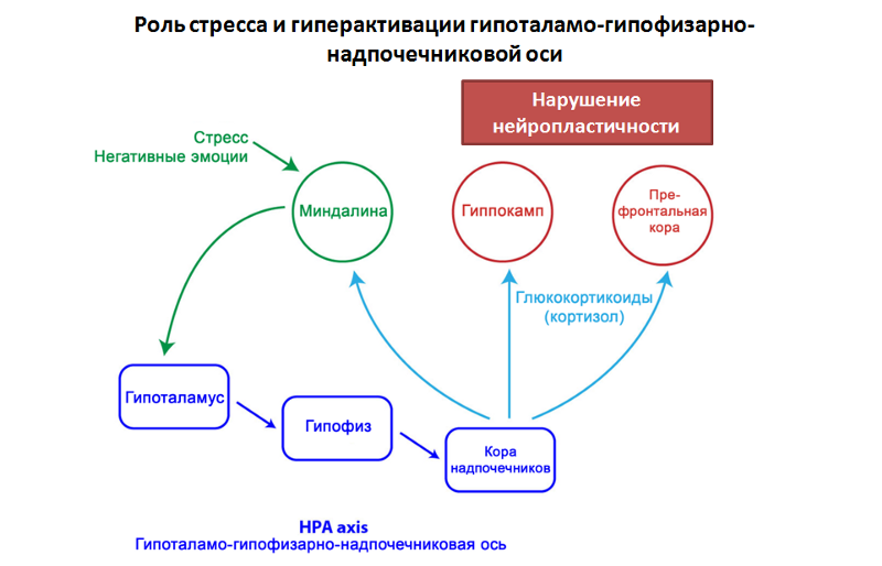 Блог компании Лундбек Россия: Как устроена депрессия?