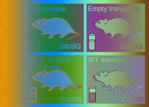 Инновации: Трансплантация фекальной микробиоты продлила жизнь преждевременно стареющим мышам