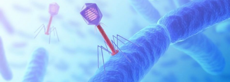 Знание - сила!: Постантибиотиковая эра: бактериофаги как лечебная стратегия