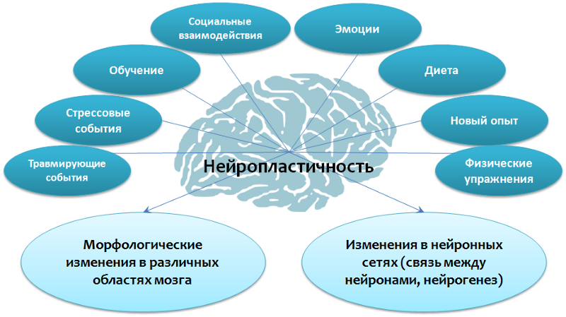 Блог компании Лундбек Россия: Как устроена депрессия?