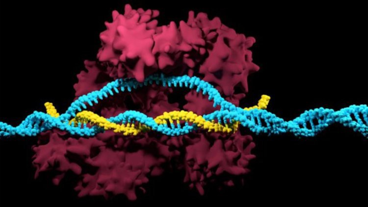 Инновации: Генная терапия CRISPR обезболивает лучше опиатов
